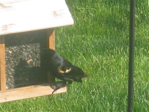  Red-WInged Blackbird 